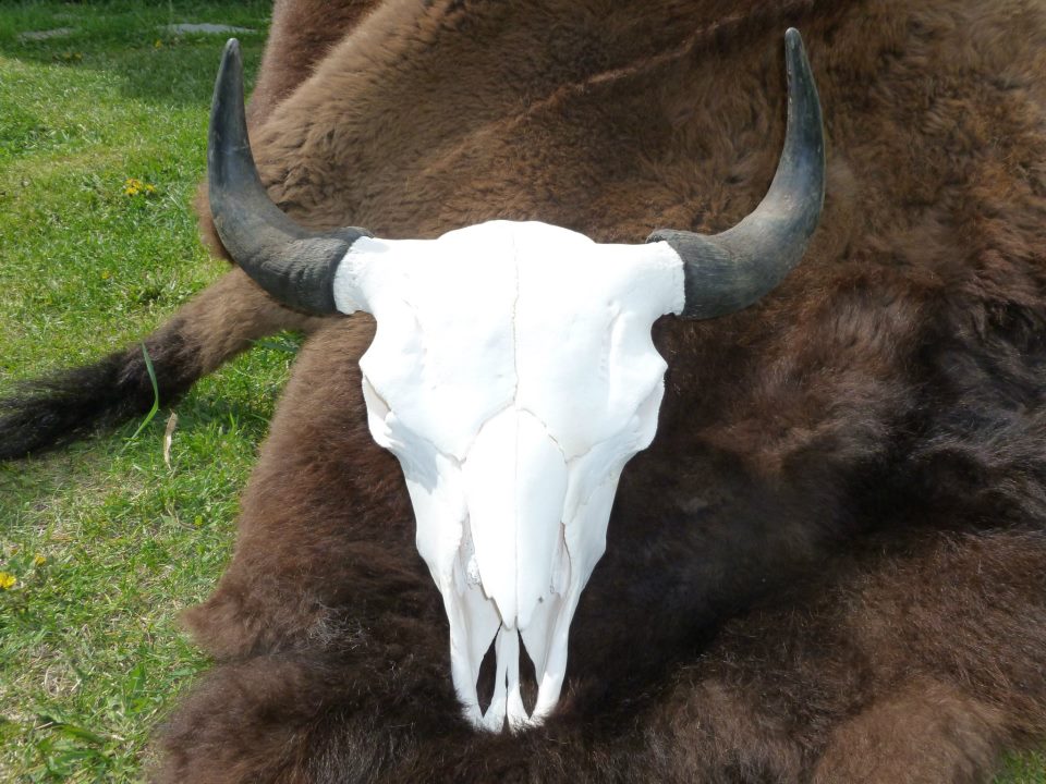 bitterroot bison skull and hide
