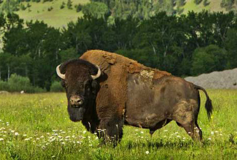 bitterroot bison co