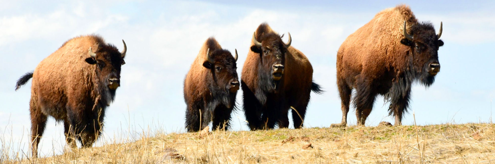 group-of-bison-on-hill-banner