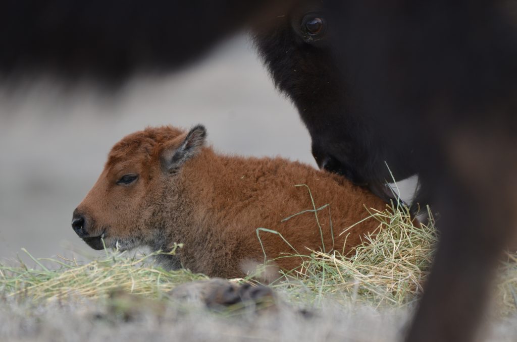 bison calf close