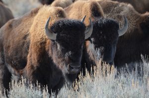 bison in row