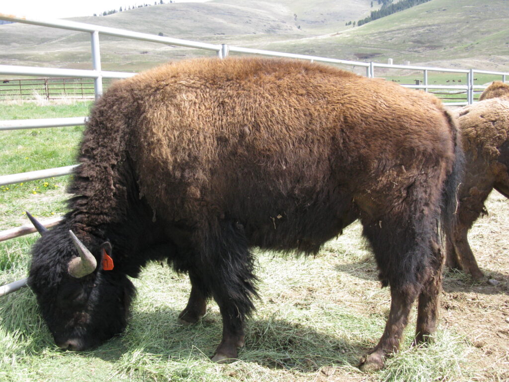Bison Breeding Bull for Sale
