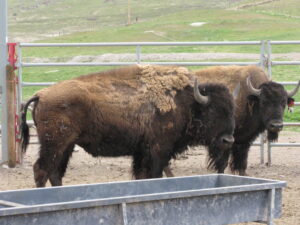 Bison Breeding Bulls for Sale