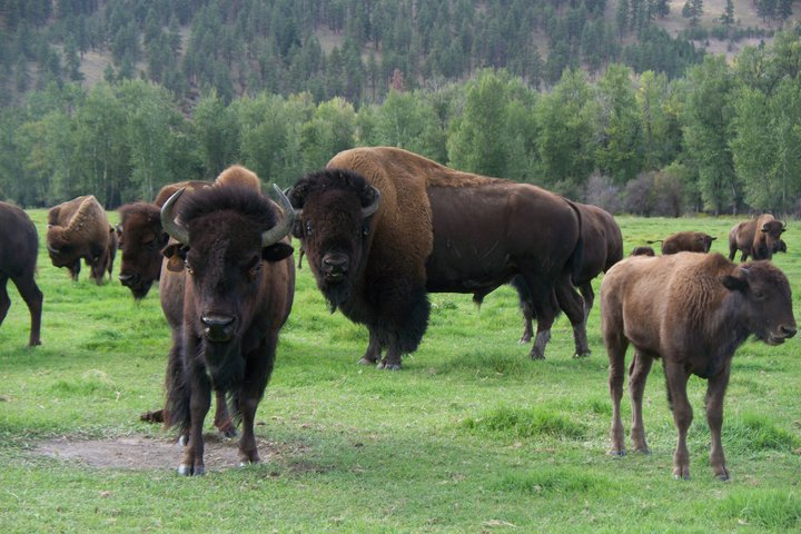 bison calves for sale
