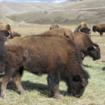 Bison heifers 