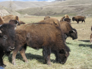 Bison heifers