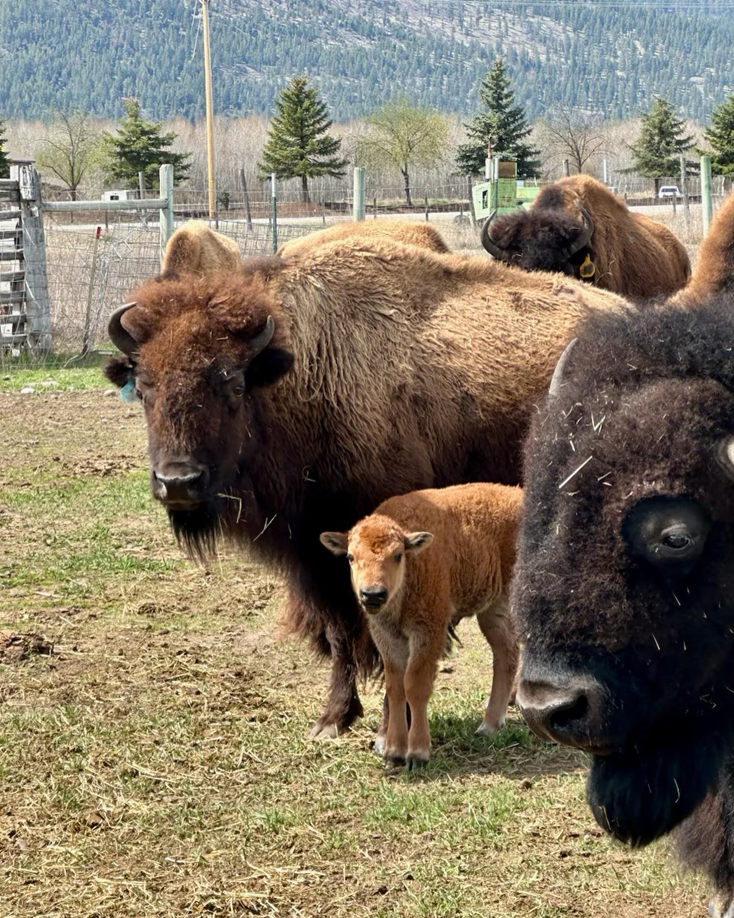 Bison Herd For Sale